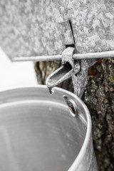 Wall Mural - maple sap buckets on trees in spring