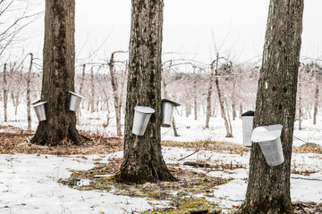 forest of maple sap buckets on trees