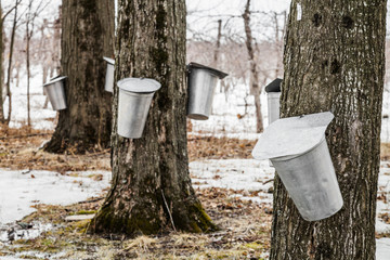 Wall Mural - forest of maple sap buckets on trees