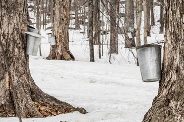 forest of maple sap buckets on trees