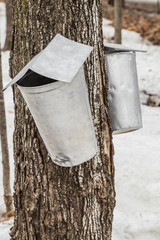 Wall Mural - maple sap buckets on trees in spring