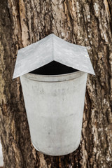 Wall Mural - maple sap buckets on trees in spring