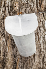 Wall Mural - maple sap buckets on trees in spring
