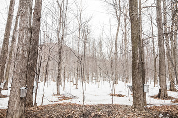 Wall Mural - forest of maple sap buckets on trees