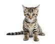 © Eric Isselée - Kitten (2 months) sitting