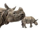 Fototapeta Zwierzęta - Mummy Indian rhinoceros and her baby