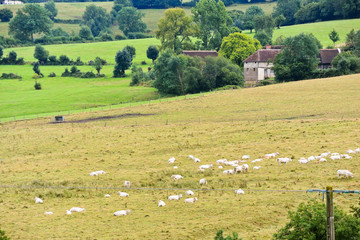 Wall Mural - herd of cows grazing in harvested field, Normandy