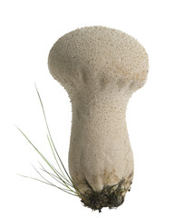 Wall Mural - Pestle puffball, Lycoperdon excipuliforme isolated on white