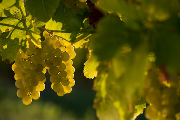  Winogron oświetlony przez światło słoneczne - scena jesienna