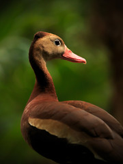 Canvas Print - Black-bellied Whistling  Tree Duck