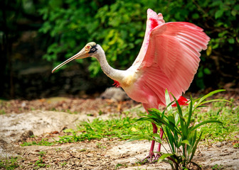 Poster - Roseate Spoonbill bird