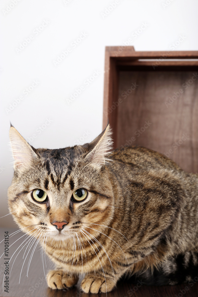 Grey cat in wooden box isolated on white