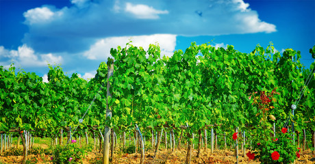 Poster - Beautiful vineyard in Europe