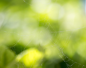 Wall Mural - Spider on web covered by water drops, green background