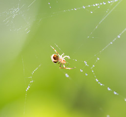 Wall Mural - spider web with water drops