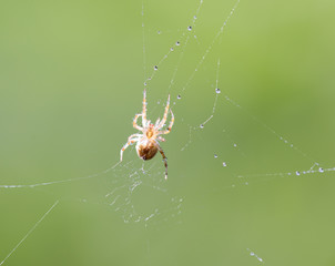 Wall Mural - spider web with water drops