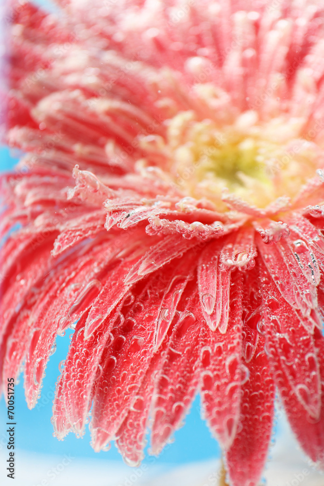 Beautiful flower in sparkling water, close-up