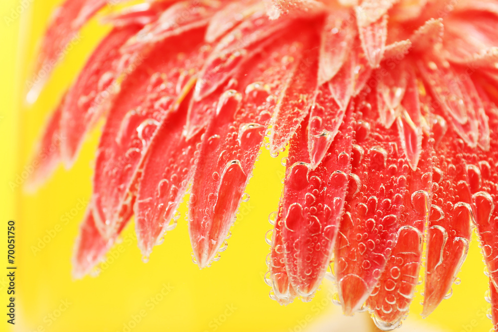 Beautiful flower in sparkling water, close-up
