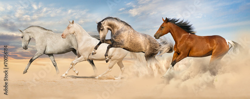 Fototapeta na wymiar Group of horse run gallop