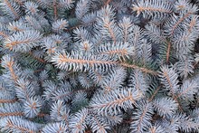Decorative Fir Tree With Silver Branches