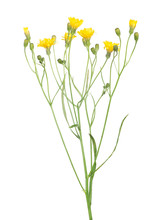 Wild Small Yellow Flowers Isolated On White