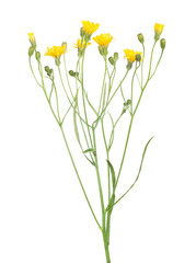 wild small yellow flowers isolated on white