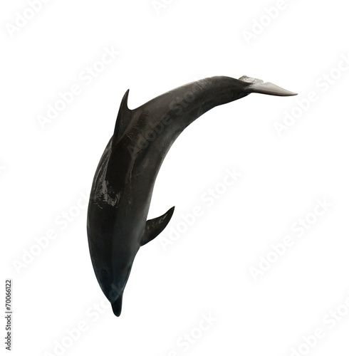 Cuadros en Lienzo isolated on white dark jumping doplhin