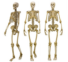Three Human Skeletons Isolated On White