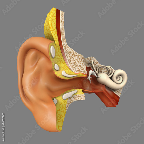 Fototapeta na wymiar Ear anatomy