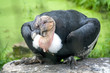 Male Andean condor