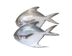 Wall Mural - fresh pomfret isolated on a white background