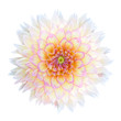 White Chrysanthemum Flower with Purple Center Isolated