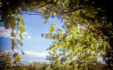 Canvas Print - Grape branch