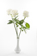 White rose flowers in a vase over white