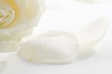 White Rose With Petals Close-up