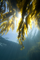 Underwater California Kelp Forest