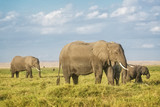 Fototapeta Natura - African Elephants on pasture