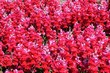 Pink snapdragon flowers © Arena Photo UK