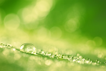 Wall Mural - Green leaf with drops of water