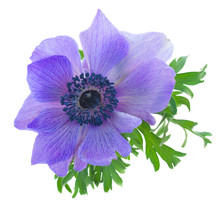 One Blue Anemone Flower