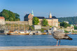 Seagull in harbor with Akershus fortress, Oslo, Norway