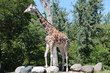 Giraffe is summer