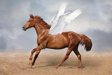 Beautiful Brown Pegasus Horse Galloping Wild On Sky