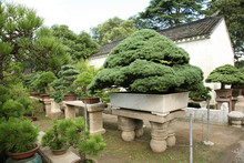 Collection Of Bonsai Trees, Asia