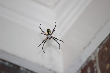 writing spider