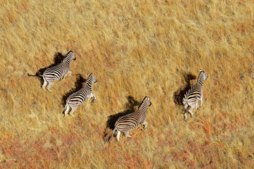 Wall Mural - aerial view of plains zebras in grassland
