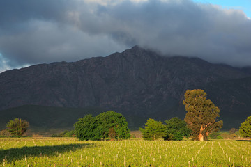 Poster - Vineyard landscape, Western Cape