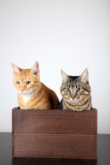 Wall Mural - Two cats in wooden box on table isolated on white