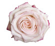 canvas print picture - Rosa bianca con rugiada sui petali