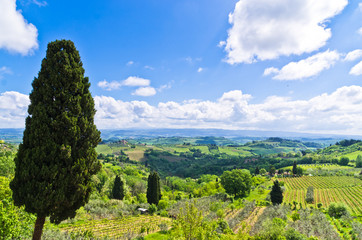 Wall Mural - Hills, vineyards and cypress trees, Tuscany near San Gimignano